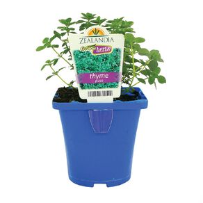 Growherbs Thyme Pizza