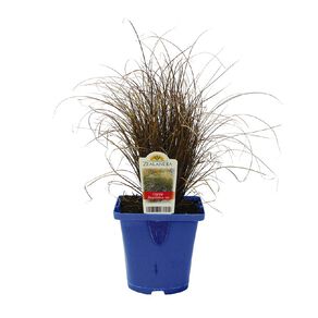 Landscape Grass Carex Flagellifera Red 10cm Pot
