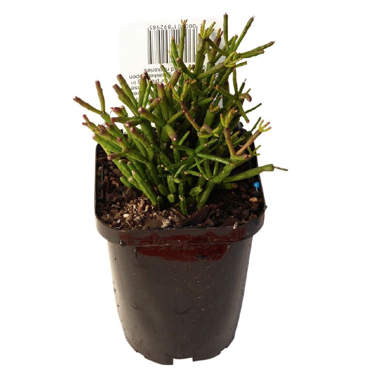 Succulents 9cm Pot, , hi-res
