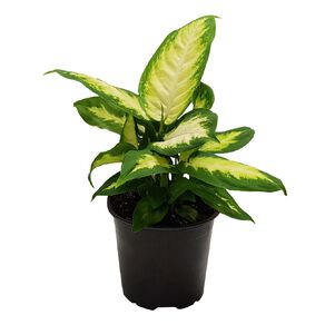 Dieffenbachia 12cm
