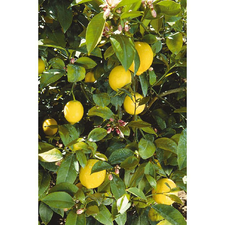 Citrus Lemon Meyer 4.7L Pot, , hi-res