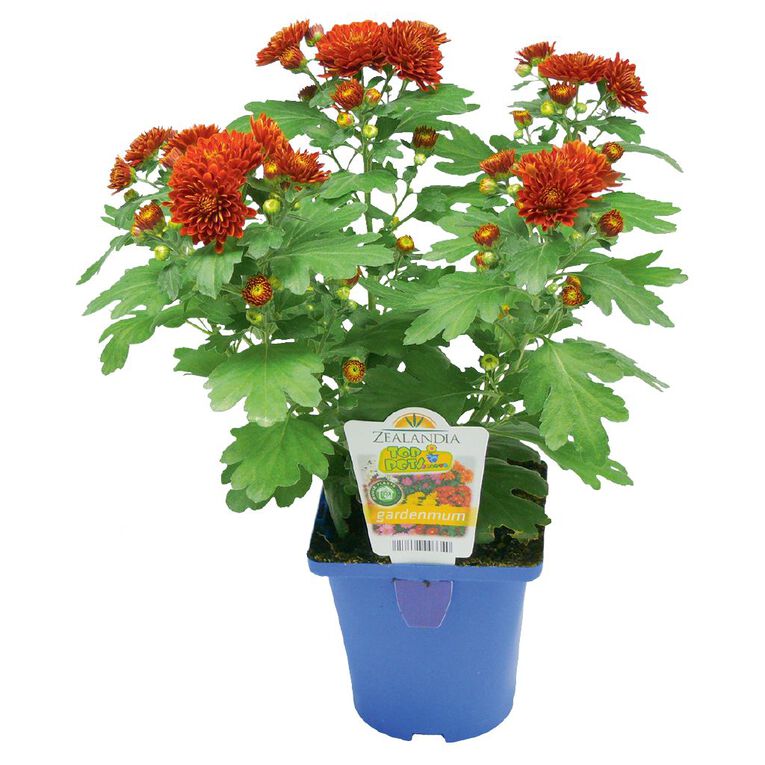 Chrysanthemum Gardenmums 10cm Pot, , hi-res