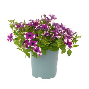 Petunia Shortcake Blueberry 1.5L