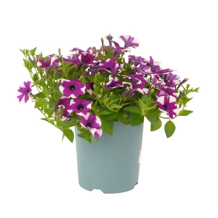 Petunia Shortcake Blueberry 1.5L, , hi-res