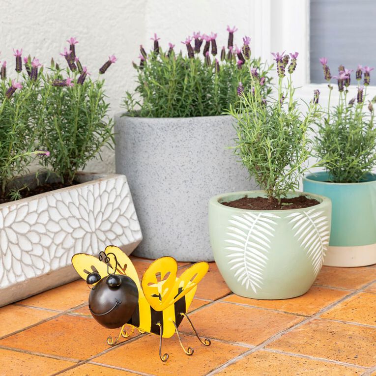 Lavender Major 1.9L Pot, , hi-res
