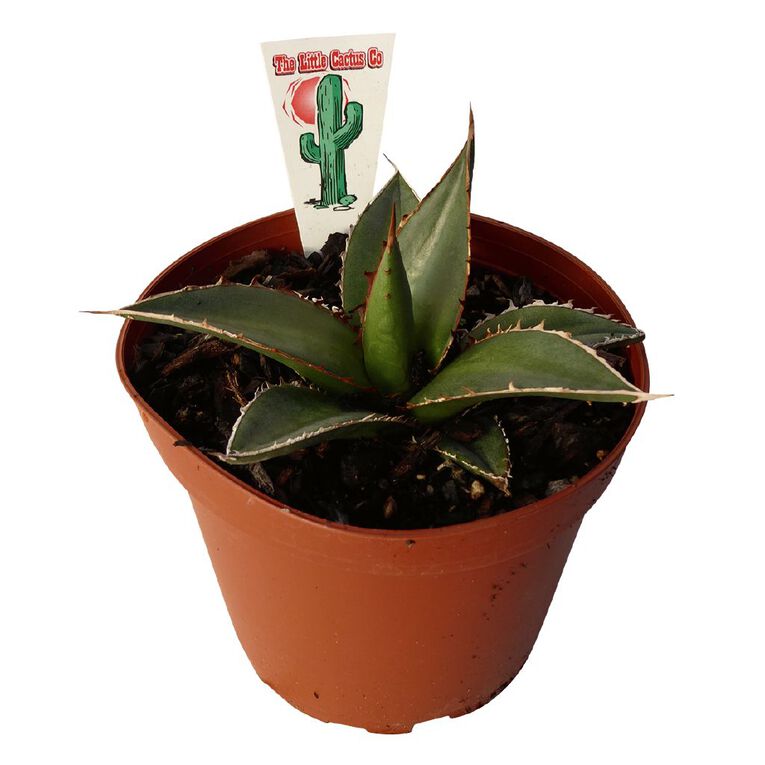 Succulents 12cm Pot, , hi-res