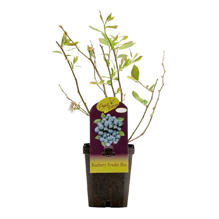 Fruit Sation Fruit Sation Blueberry Powder Pot 1L, , hi-res