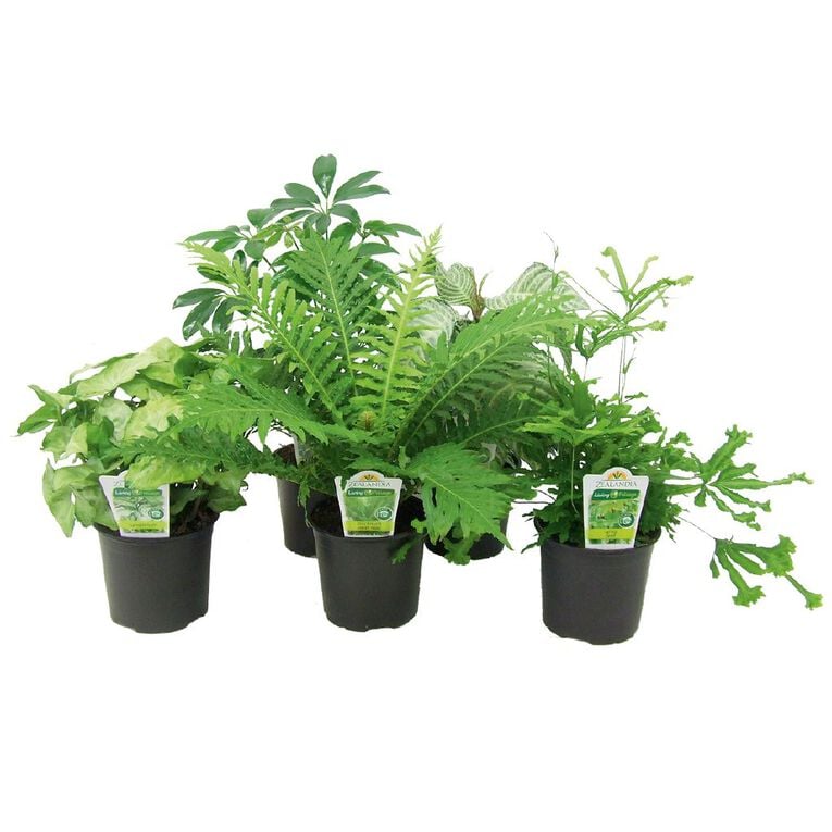 Indoor Foliage Mix Pot 12cm Pot, , hi-res