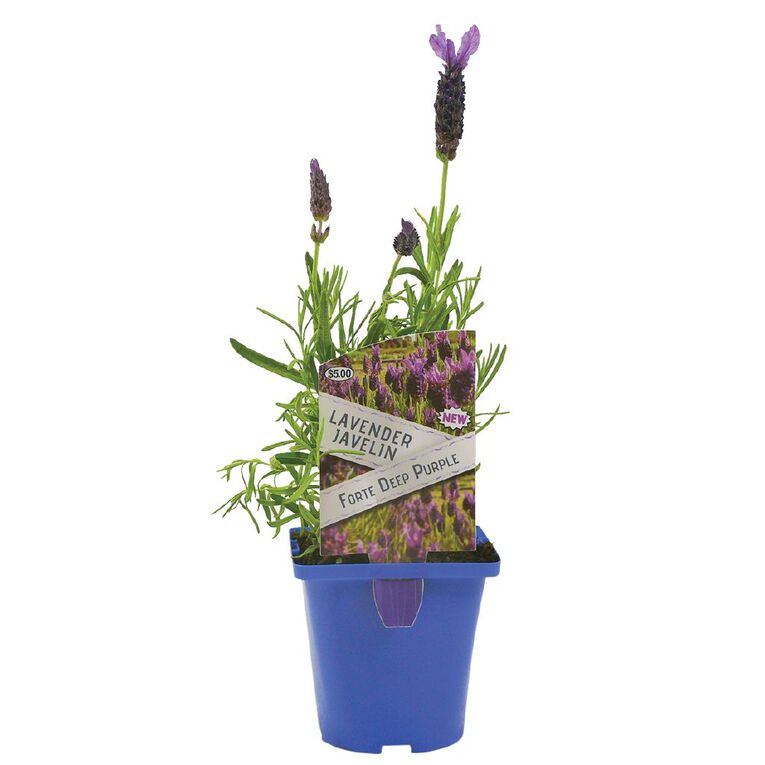 Lavender Javelin 10cm Pot, , hi-res