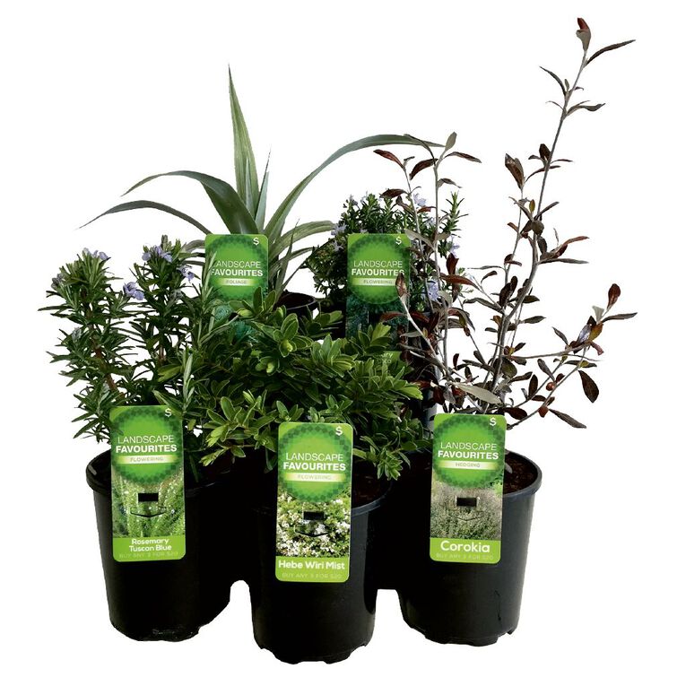 Landscape Favourites 1L Pot Assorted, , hi-res