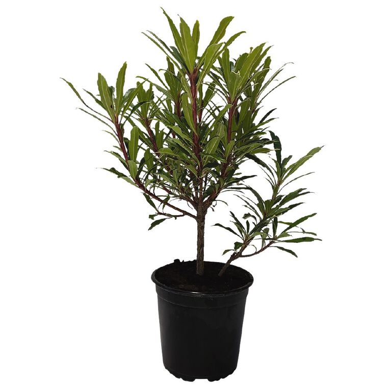 Rhododendron Potted Plant - 2.5L Assorted, , hi-res