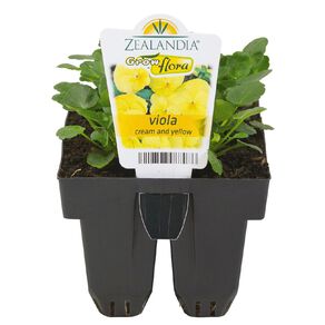 Growflora Viola Rocky Cream and Yellow