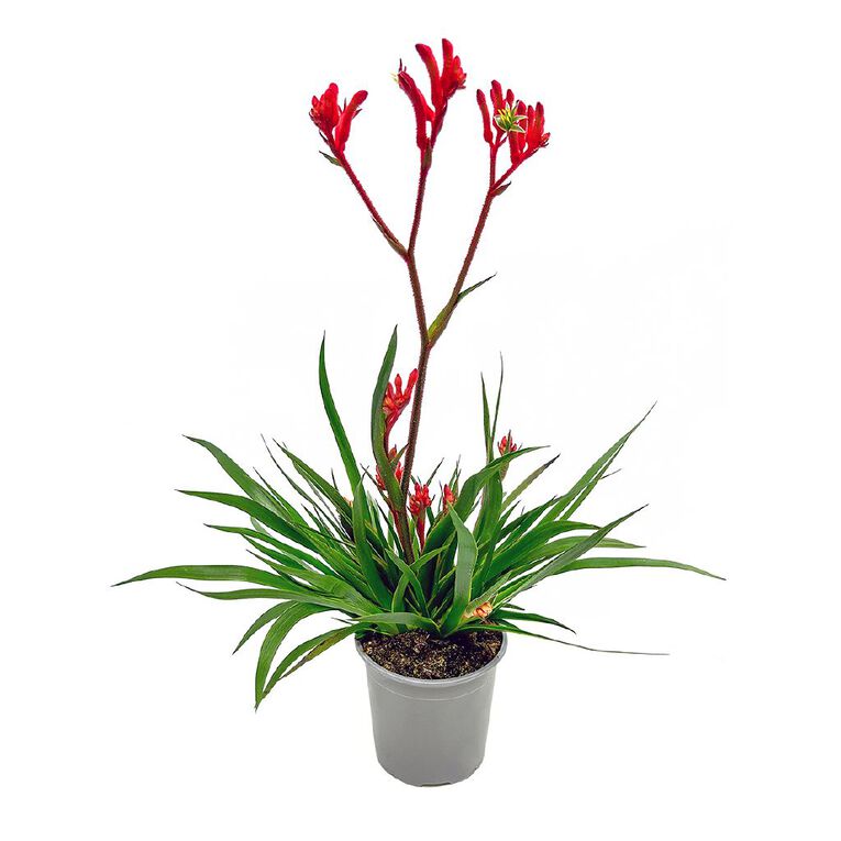 Anigozanthos 13cm, , hi-res