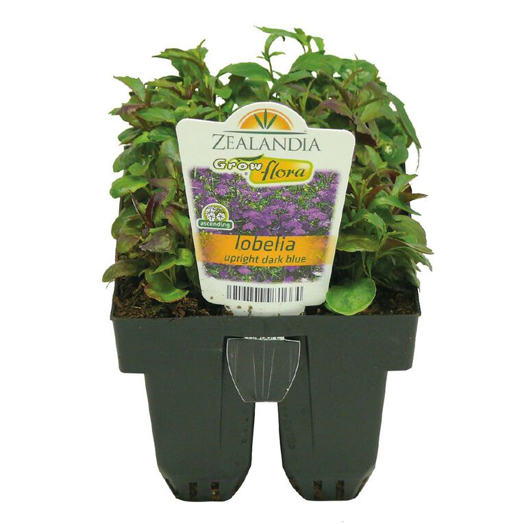 Growflora Lobelia Upright Dark Blue, , hi-res