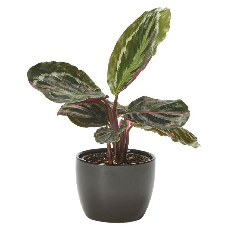 Foliage in Ceramic (Tabletops) 9cm Pot, , hi-res
