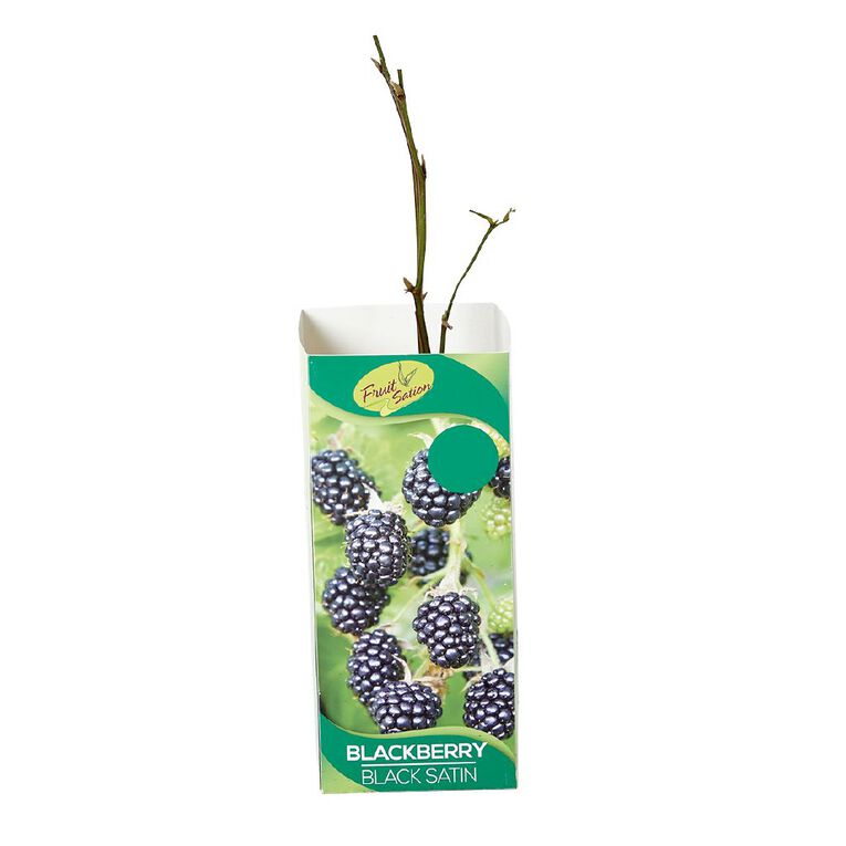 Fruit Sation Berry Fruit Blackberry Black Satin, , hi-res