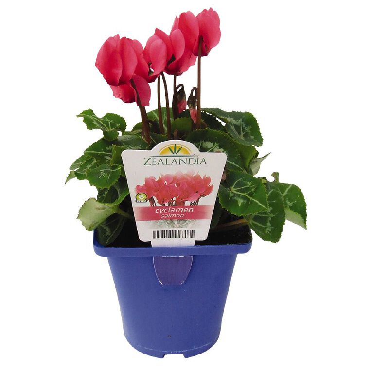 Elite Outdoor Cyclamen Mix 10cm Pot, , hi-res