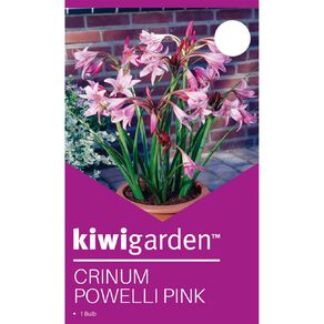 Kiwi Garden Crinium Powelli Pink 1 Pack
