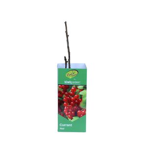 Fruit Sation Berry Fruit Currant Red Bareroot