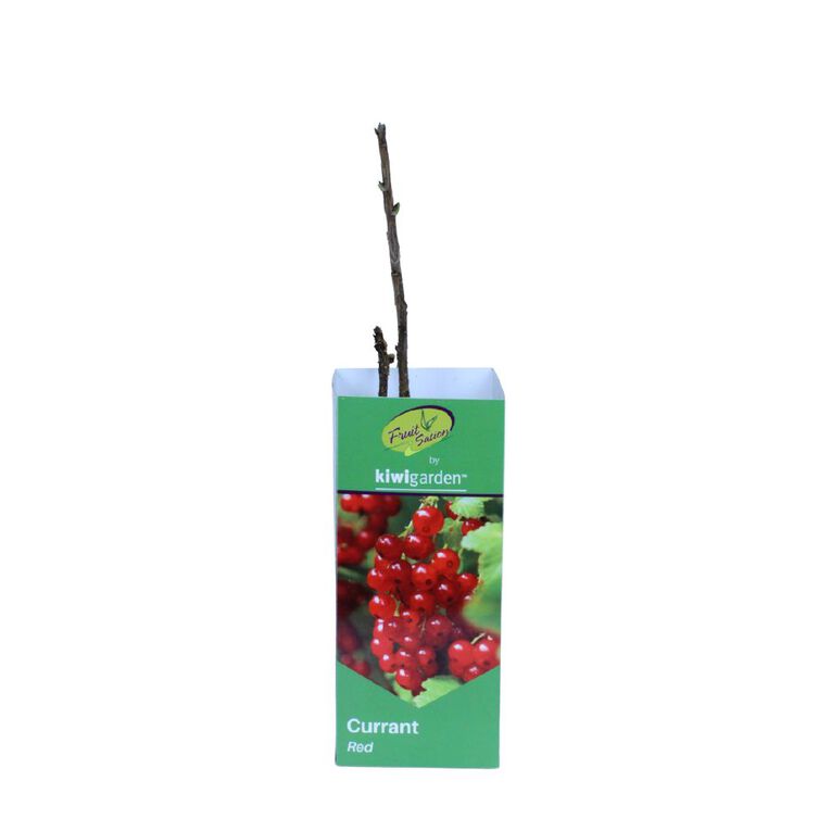 Fruit Sation Berry Fruit Currant Red Bareroot, , hi-res