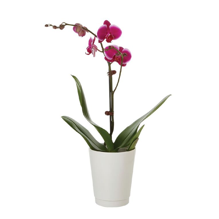 Phalaenopsis Orchid Ceramic 12cm Pot, , hi-res