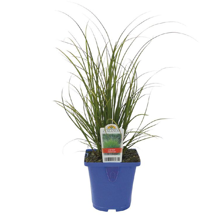 Landscape Grass Carex Comans Green 10cm Pot, , hi-res