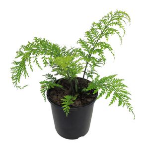 Asplenium Bulbiferum 2.4L Pot