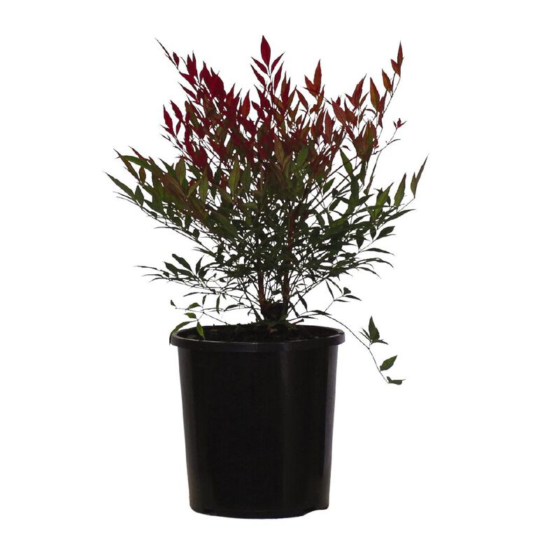 Nandina Potted Plant Assorted 2.5L, , hi-res