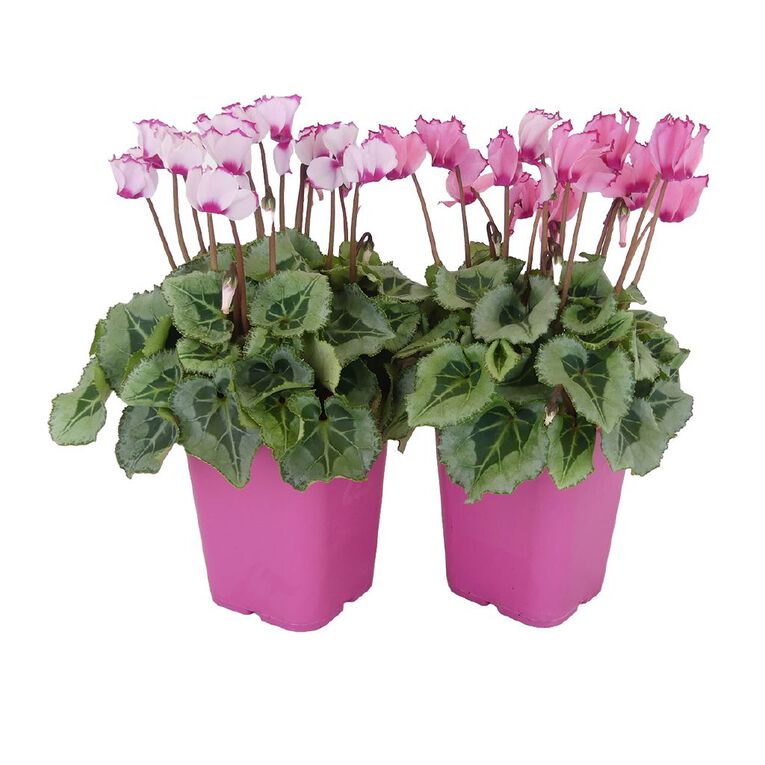 Cyclamen 10.5cm Pink Pot, , hi-res