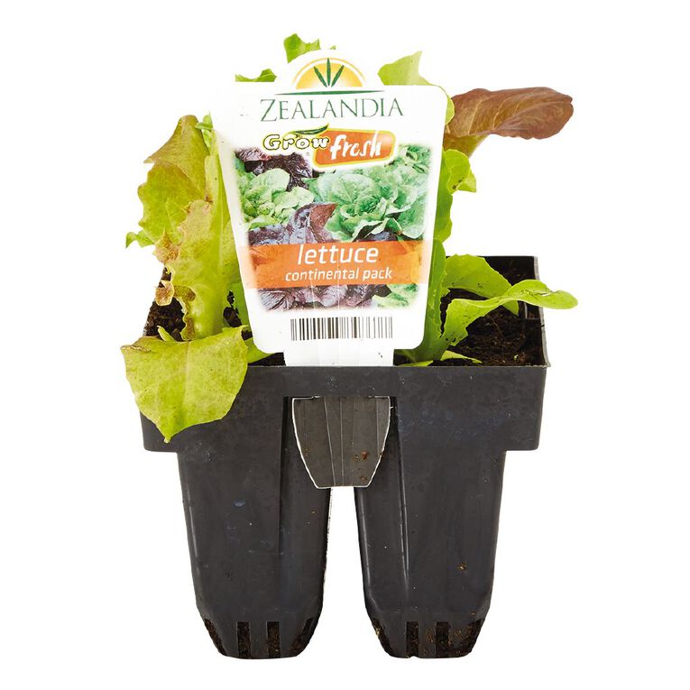 Growfresh Lettuce Continental, , hi-res