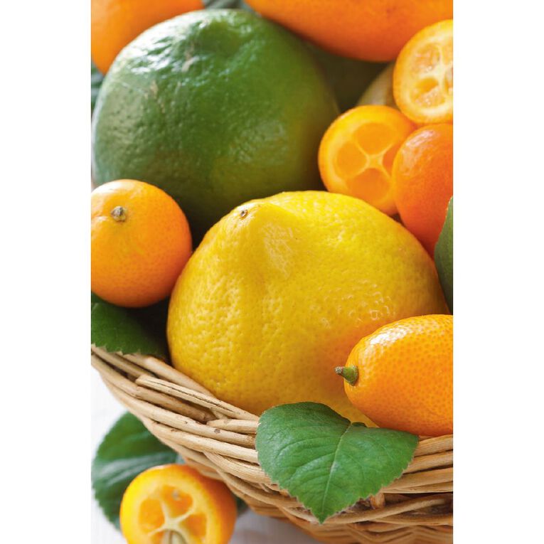 Citrus Lemon Meyer 4.7L Pot, , hi-res