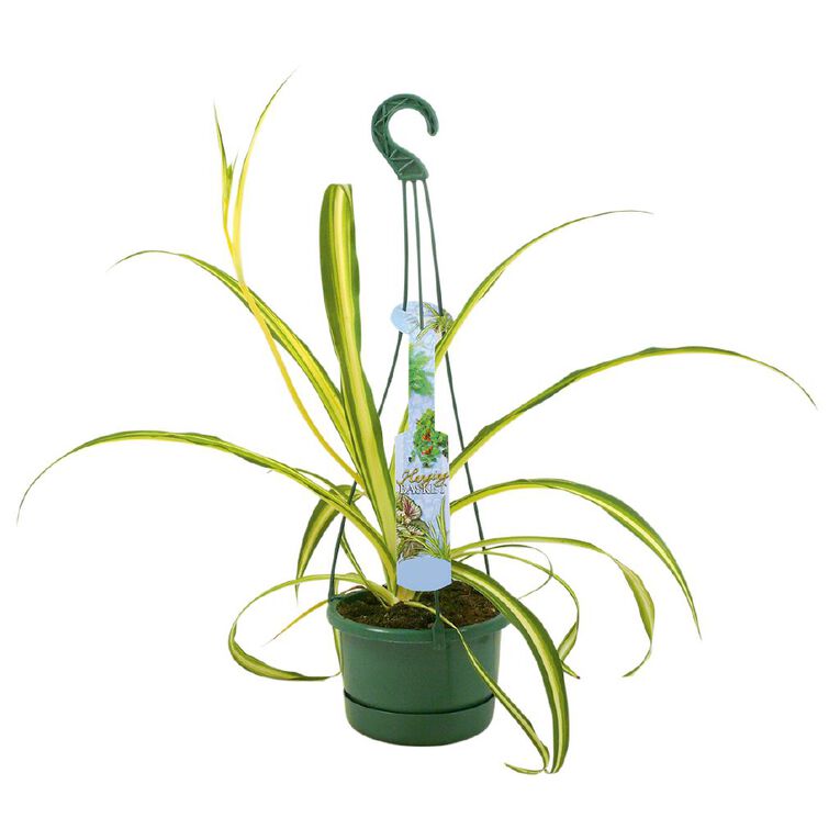 Hanging Basket 13cm Pot Assorted, , hi-res