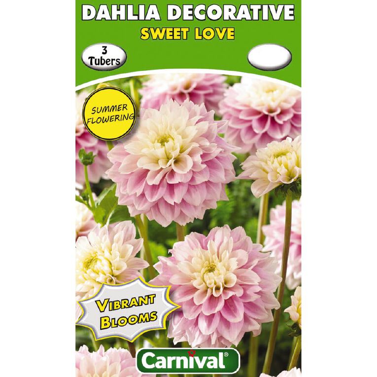 Kiwi Garden Dahlia Bulb Single Variety 3 Pack, , hi-res