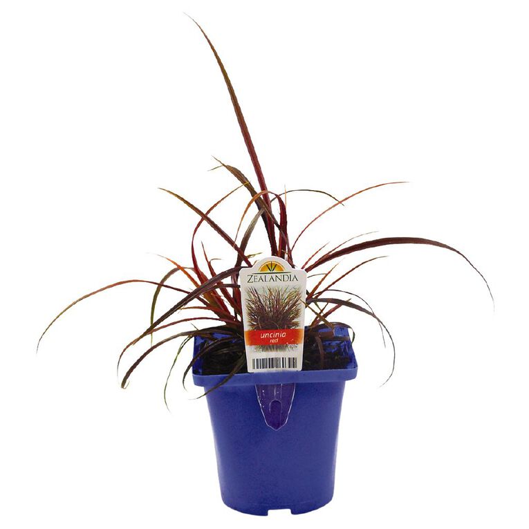 Landscape Grass Carex Comans Green 10cm Pot, , hi-res
