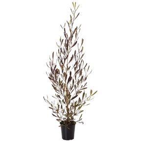 Dodonaea Potted Plant 3.3L Assorted