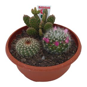 Cacti Bowl 17cm Bowl