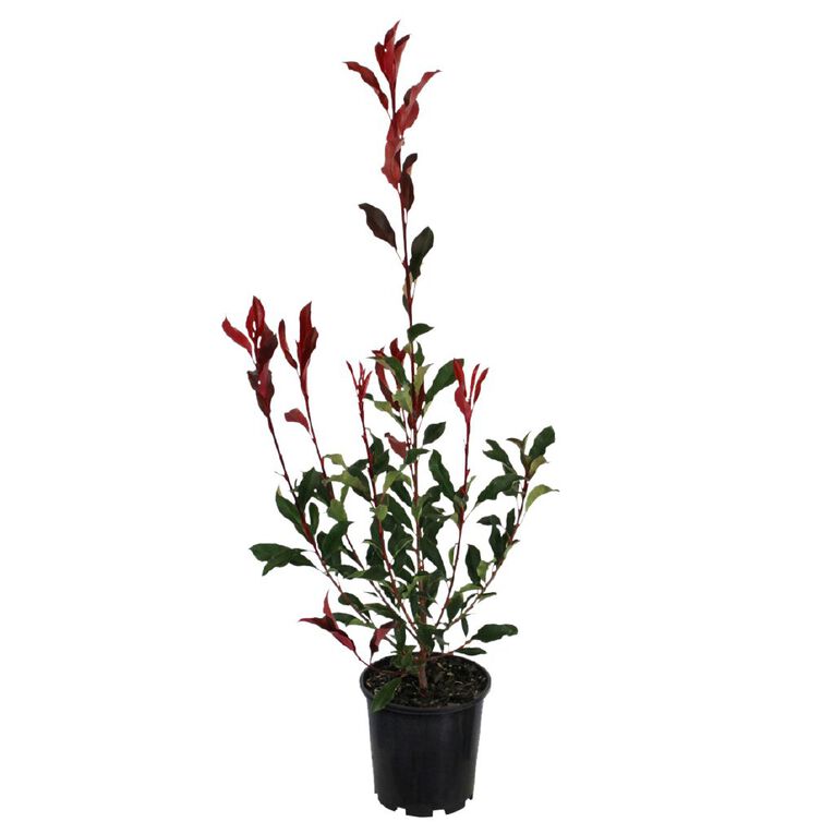 Photinia Red Blaze 3.3L, , hi-res