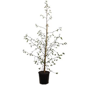 Plagianthus Ribbon Wood 3.3L Pot