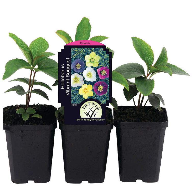 Hellebore (Winter Rose) 9cm Pot, , hi-res