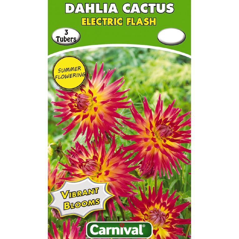 Kiwi Garden Dahlia Bulb Single Variety 3 Pack, , hi-res