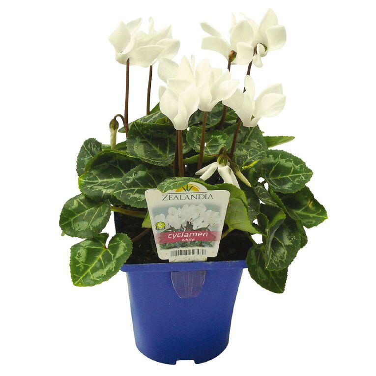 Elite Outdoor Cyclamen Mix 10cm Pot, , hi-res