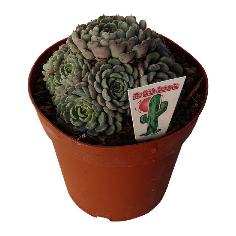 Succulents 12cm Pot, , hi-res