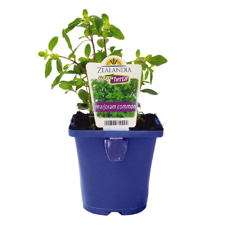 Growherbs Marjoram Common, , hi-res