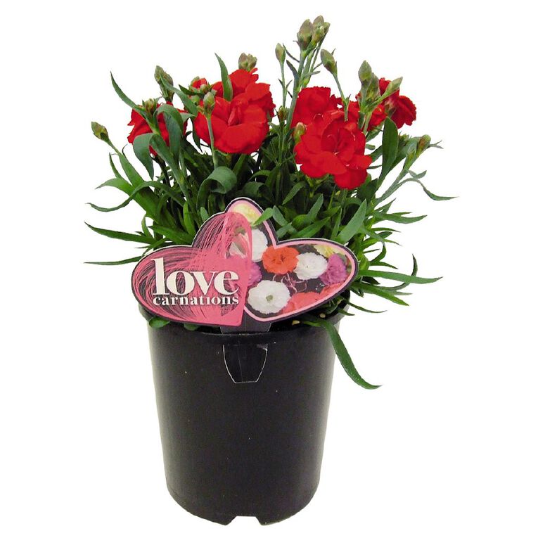 Love Carnation 14cm Pot Assorted, , hi-res