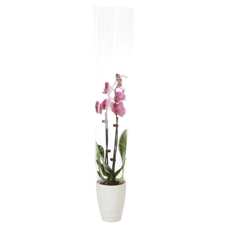 Phalaenopsis Orchid Ceramic 12cm Pot, , hi-res