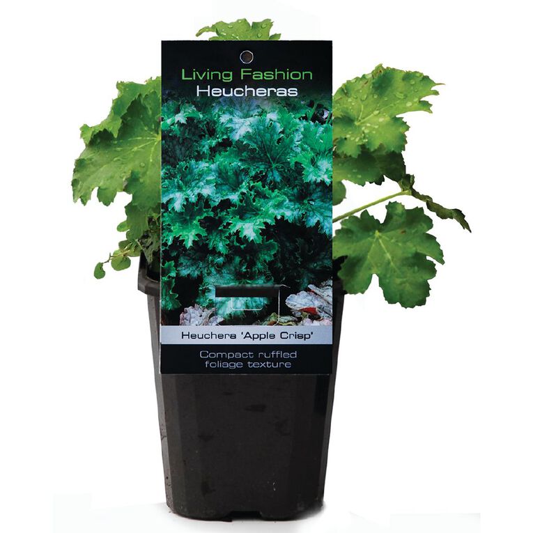 Perennials 9cm Pot Assorted, , hi-res