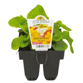 Growflora Polyanthus Hot Blend