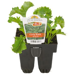 Growfresh Curly Kale Borecole