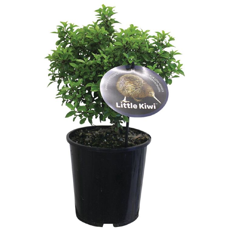 Pittosporum Little Kiwi Potted Plant 2L, , hi-res