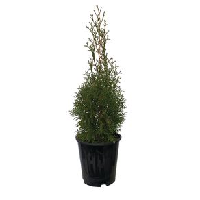 Thuja Assorted 3.3L